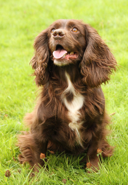 Clumsetter Gundogs - Working Cocker Spaniel Puppies and Stud Dogs - Our ...